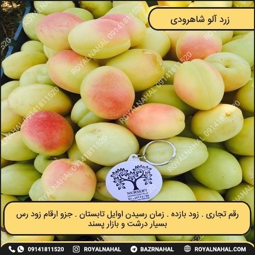 خرید نهال زرد آلو شاهرودی