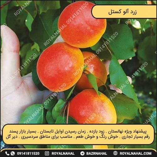 خرید نهال زرد آلو کستل