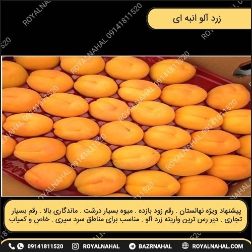 خرید نهال زرد آلو انبه ای 