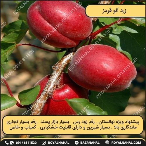 خرید نهال زرد آلو قرمز