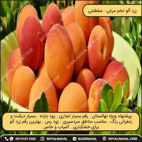 خرید نهال زرد آلو تخم مرغی 