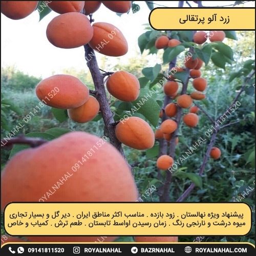 خرید نهال زرد آلو پرتقالی
