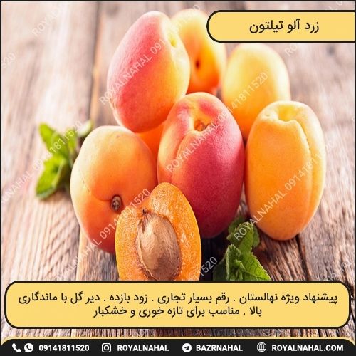 خرید نهال زردآلو تیلتون