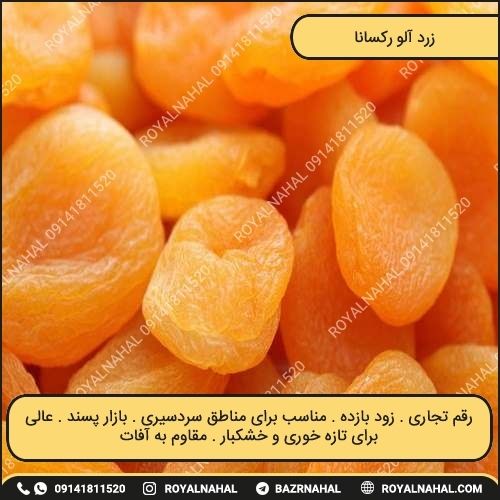 خرید نهال زردآلو رکسانا