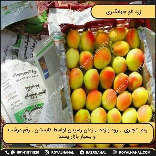 خرید نهال زرد آلو جهانگیری