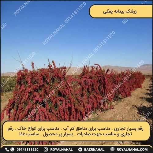 خرید نهال زرشک بیدانه پفکی