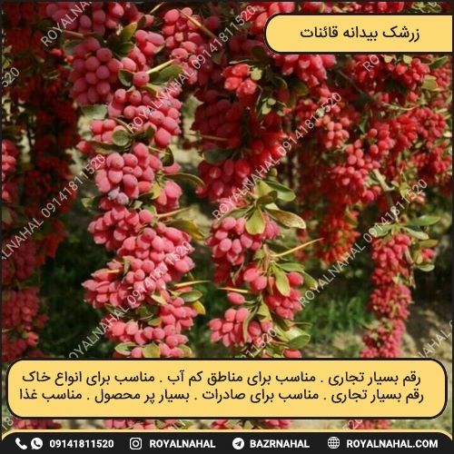خرید نهال زرشک بیدانه قائنات