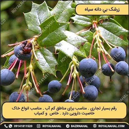 خرید نهال زرشک بیدانه سیاه (وارداتی)