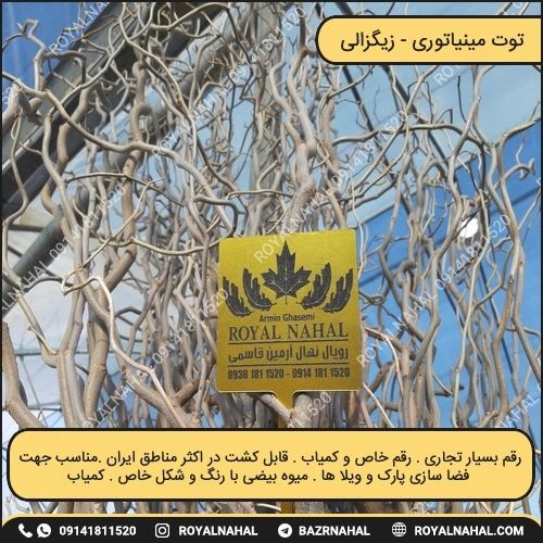 خرید نهال توت مینیاتوری 