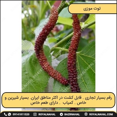 خرید نهال توت موزی