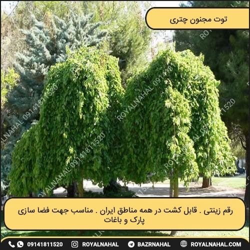 خرید نهال توت مجنون چتری