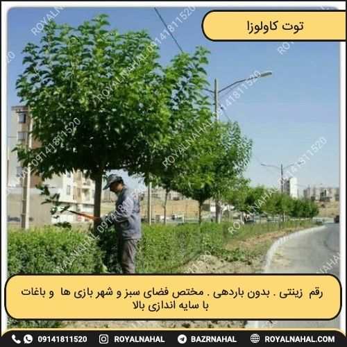 خرید نهال توت کاولوزا 