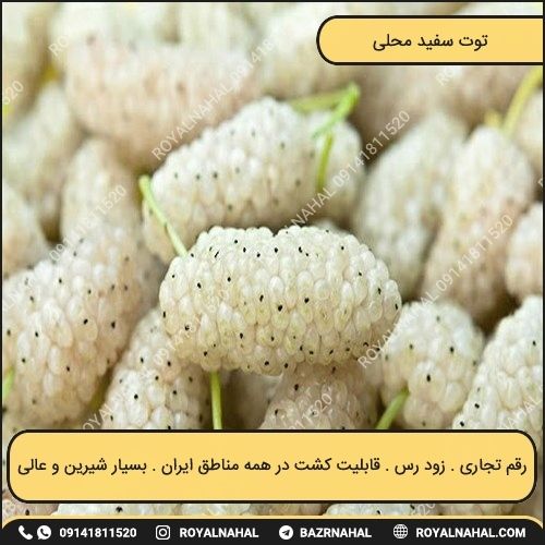 خرید نهال توت سفید محلی 