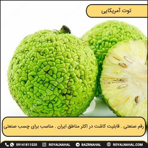 خرید نهال توت آمریکایی