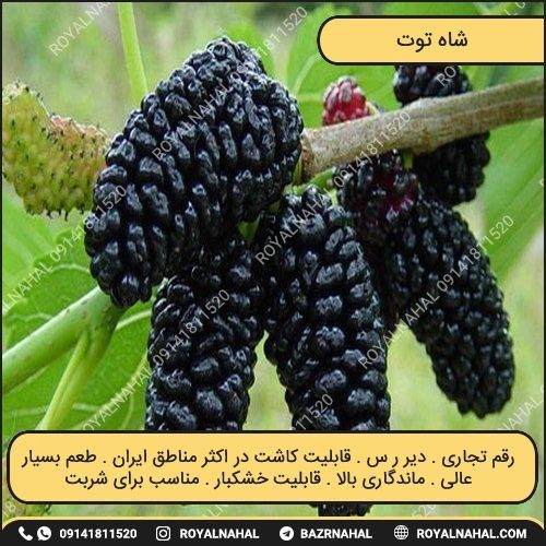 خرید نهال شاه توت