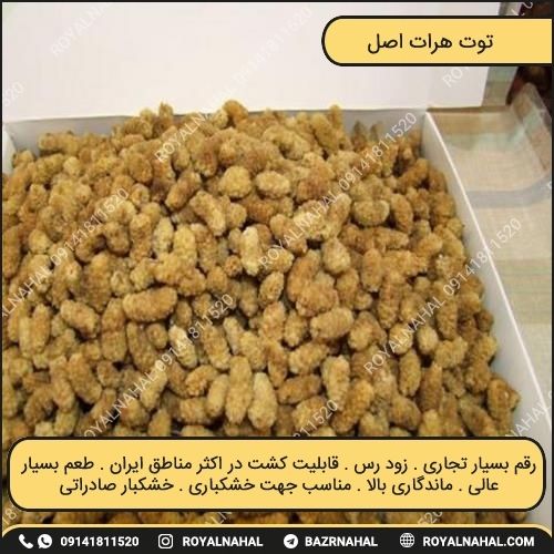 خرید نهال توت هرات اصل