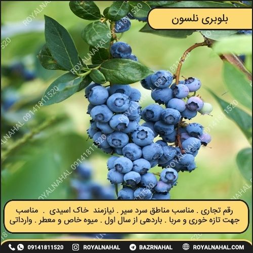 خرید نهال بلوبری نلسون 