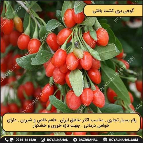 خرید نهال گوجی بری کشت بافتی (اصلاح شده)