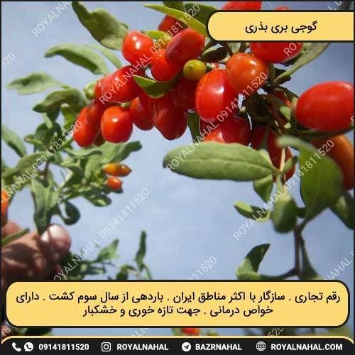 خرید نهال گوجی بری بذری