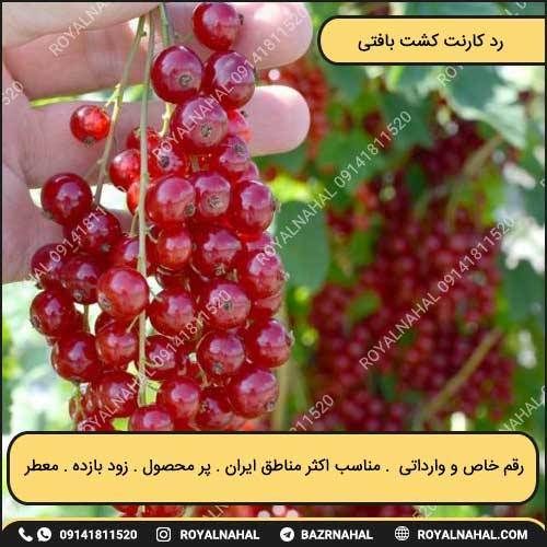 خرید نهال رد کارنت کشت بافتی ( اصلاح شده 