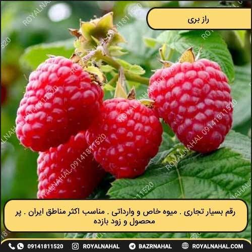 خرید نهال راز بری 