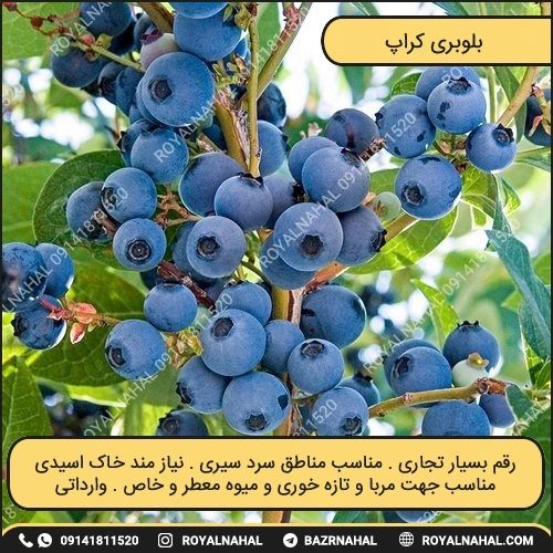 خرید نهال بلوبری کراپ 