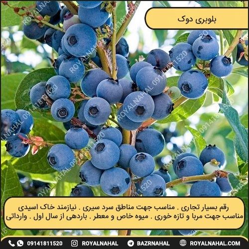 خرید نهال بلوبری دوک 