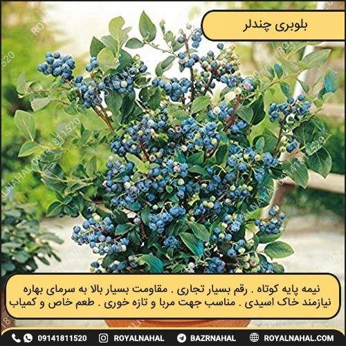 خرید نهال بلوبری چندلر 