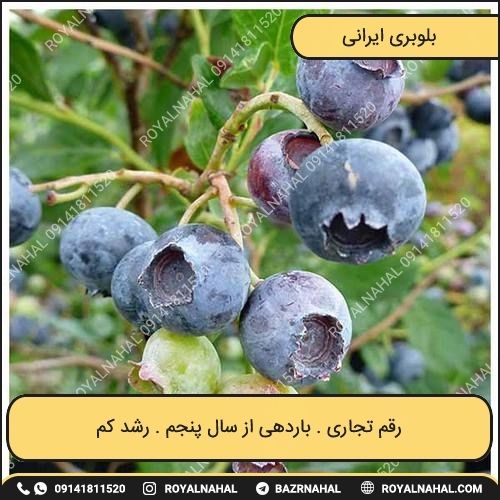 خرید نهال بلوبری ایرانی 