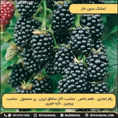 خرید نهال تمشک بدون خار