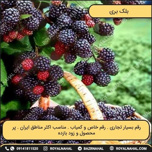 خرید نهال بلک بری 