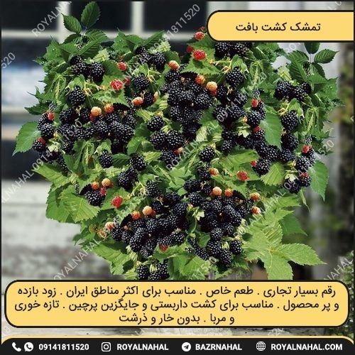خرید نهال تمشک کشت بافت 