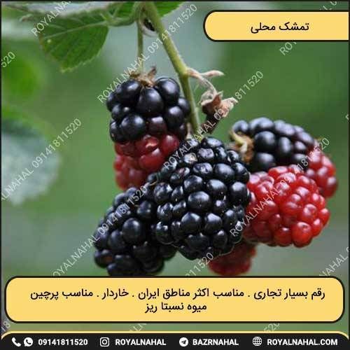 خرید نهال تمشک محلی 