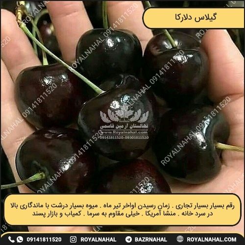 خرید نهال گیلاس دلارکا 