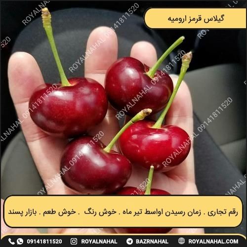 خرید نهال گیلاس قرمز ارومیه