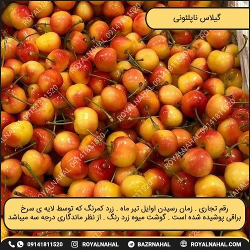 خرید نهال گیلاس ناپلئونی