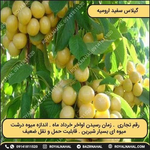خرید گیلاس سفید ارومیه