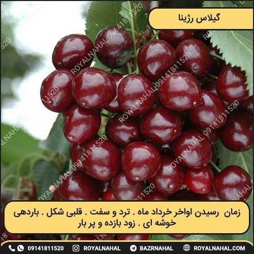 خرید نهال گیلاس رژ ینا