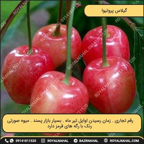 خرید نهال گیلاس پروتیوا