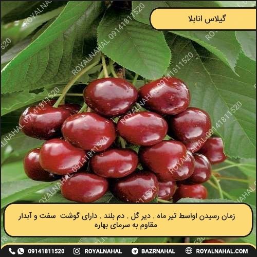 خرید نهال گیلاس انابلا