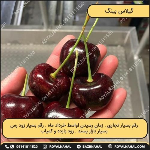 خرید نهال گیلاس بینگ