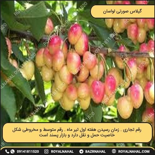 خرید نهال گیلاس صورتی لواسان