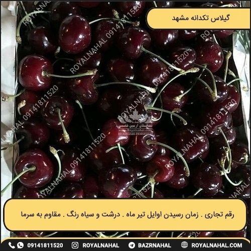 خرید نهال گیلاس تکدانه مشهد