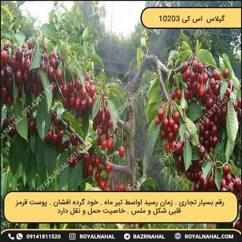 خرید نهال گیلاس اس کی 10203 