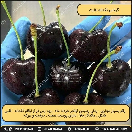 خرید نهال گیلاس تکدانه هارت 