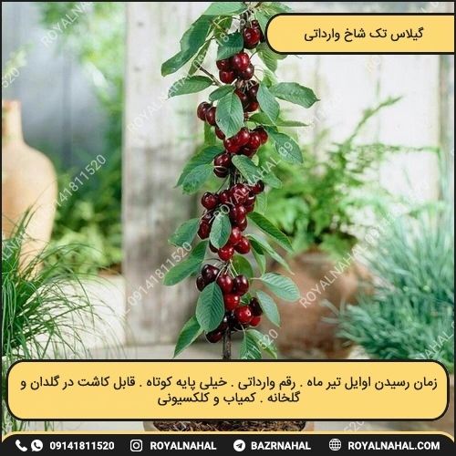 خرید نهال گیلاس تک شاخ وارداتی 