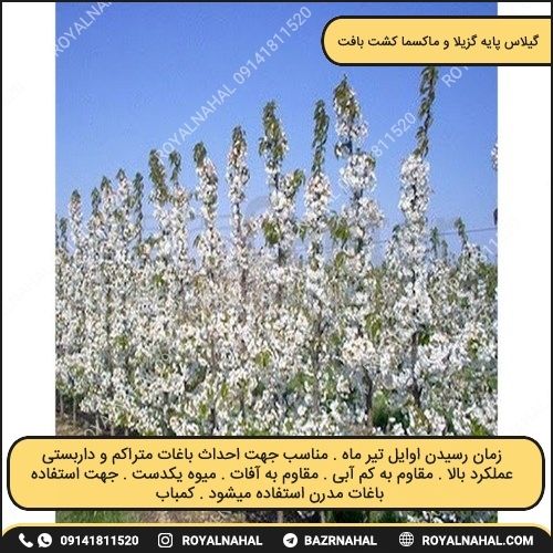 خرید نهال گیلاس پایه گزیلا و ماکسما کشت 