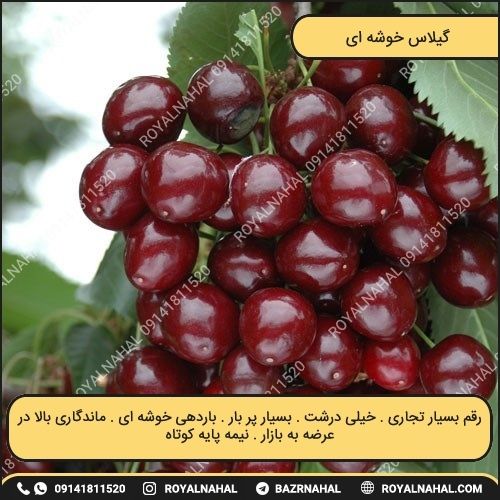 خرید نهال گیلاس خوشه ای