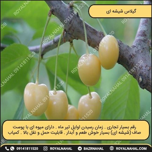 خرید نهال گیلاس شیشه ای