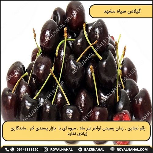 خرید گیلاس سیاه مشهد